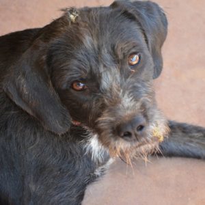 Τζάκ – Jack “Sparrow”