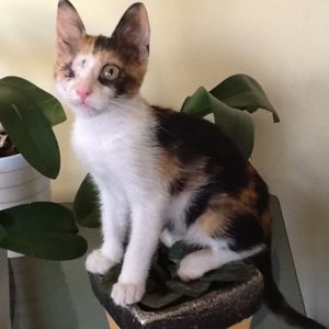 Βεντάλια – Vendalia