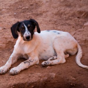 Νανέτ – Nanette