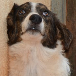 Κερίμ – Kerim