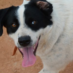 Βιργινία – Virginia