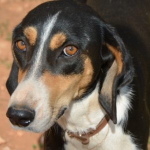 Σάσεναχ – Sassenach