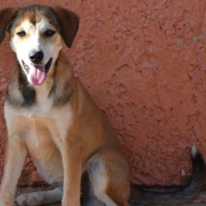 Μπλέρ – Blair