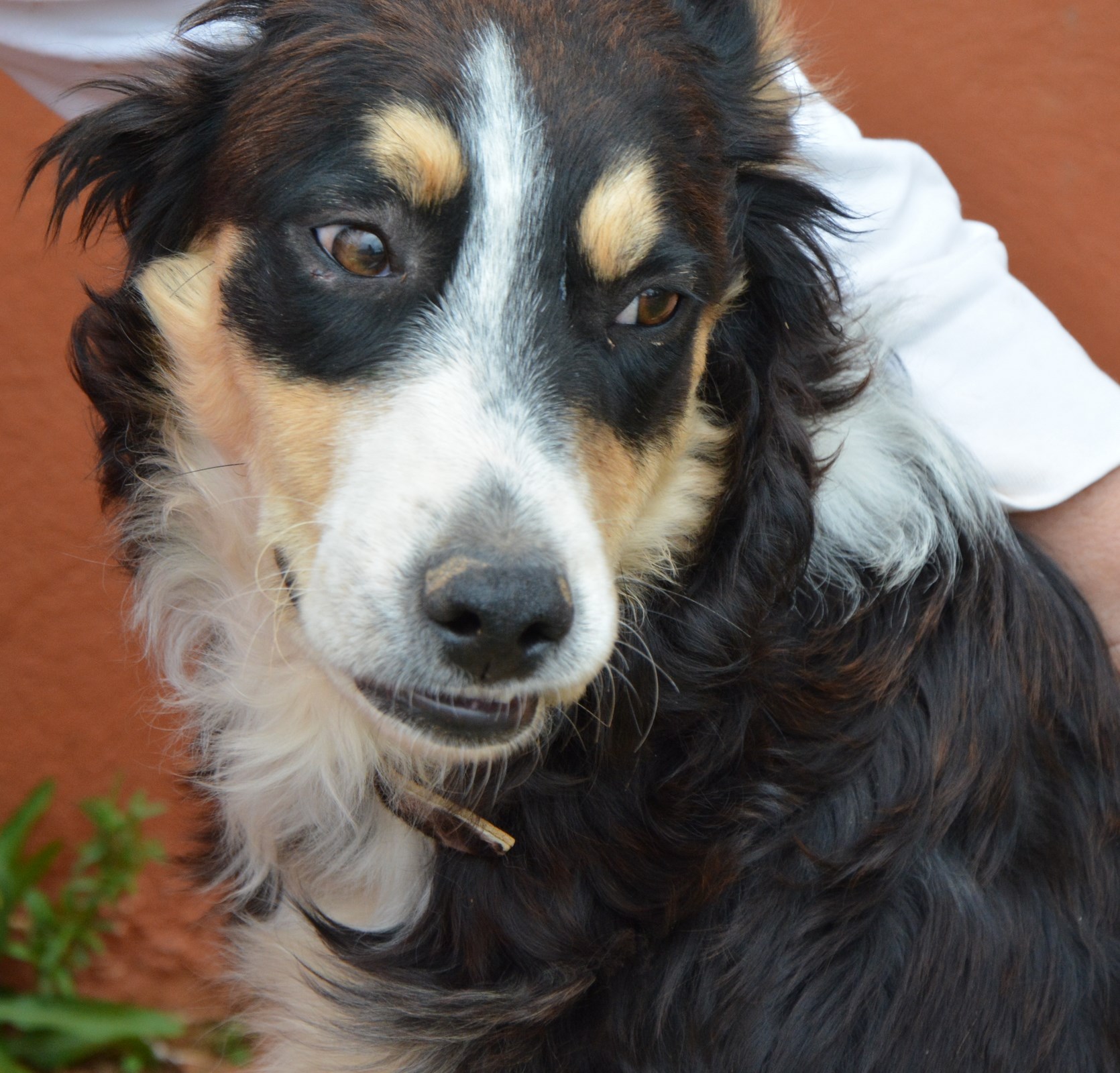 Read more about the article Κάρυ – Carrie