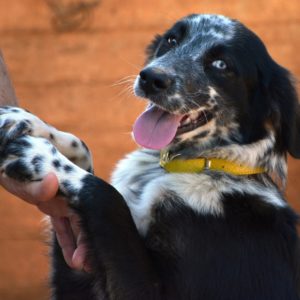 Αζμάρ – Asmar