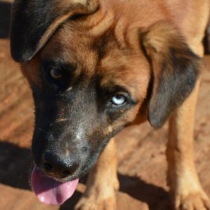 Ντέλτα – Delta