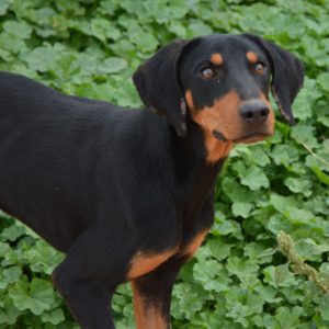 Λέσλι – Leslie