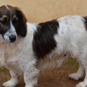 Κοντορεβυθούλης – Mr. Thumb