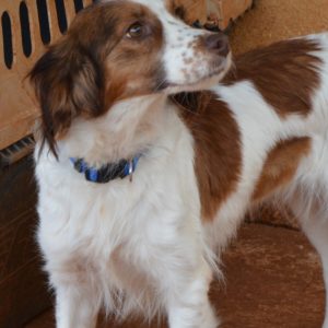 Ραπουνζέλ – Rapunzel