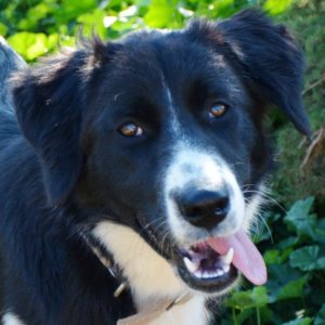 Τουίνκλ – Twinkle