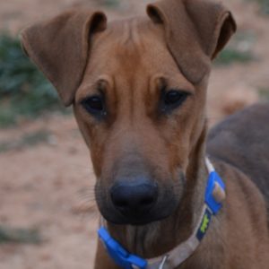 Μπαζάρ – Bazaar