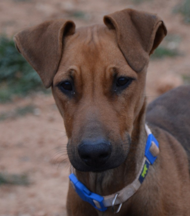 Read more about the article Μπαζάρ – Bazaar