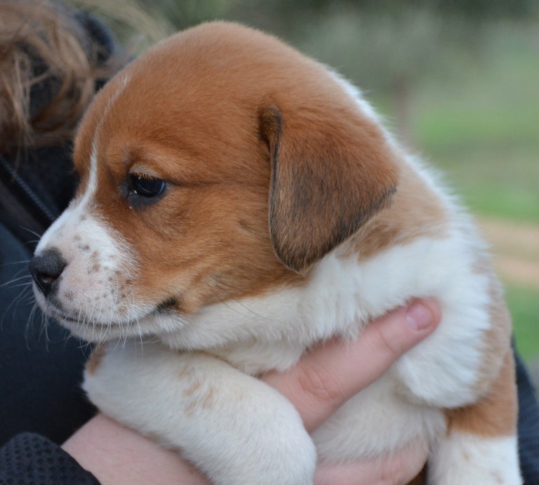 Read more about the article Γκάμα – Gama