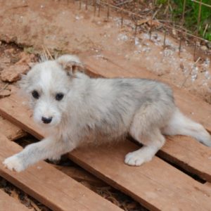 Κέρμιτ – Kermit