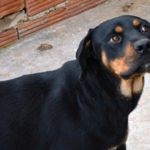 Μαλβίνα – Malvina