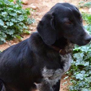 Σόσσι – Saussie