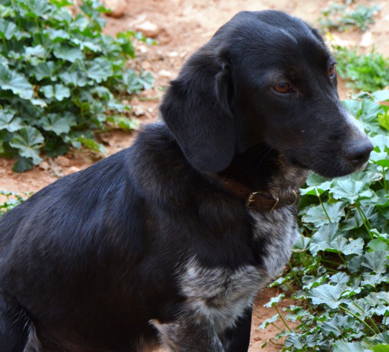 Read more about the article Σόσσι – Saussie