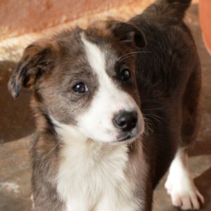 Γουίσπερ – Whisper