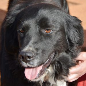 Αριάνα – Ariana