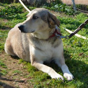 Μανουλίτσα – Manoulitsa