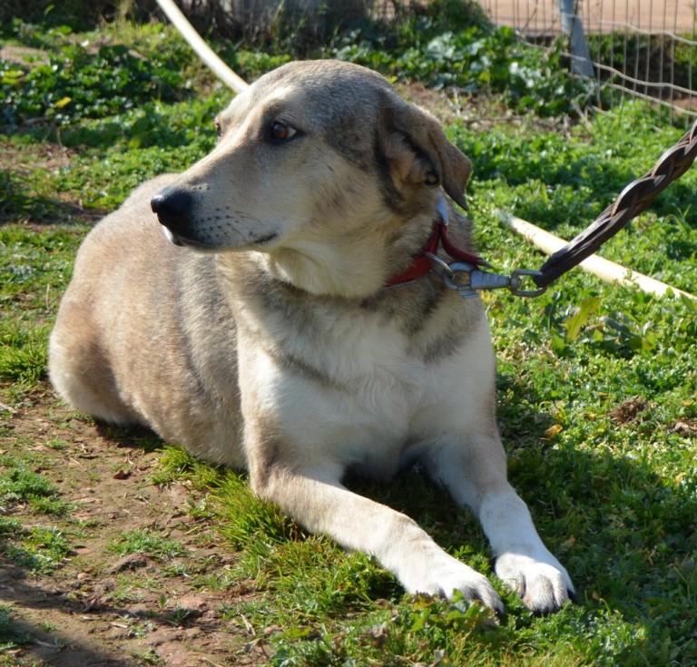 Read more about the article Μανουλίτσα – Manoulitsa