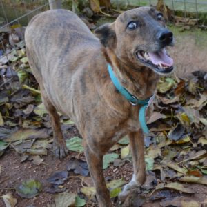 Αγκάθα – Agatha