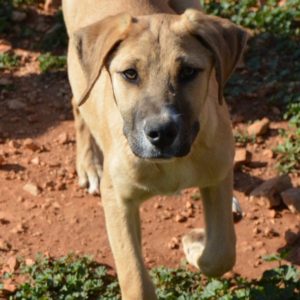 Μπίνγκο – Bingo