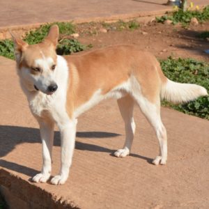 Κορνήλιος – Cornelius