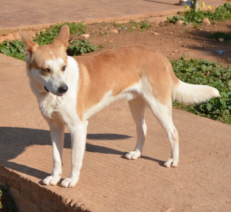 Read more about the article Κορνήλιος – Cornelius