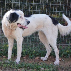 Απολλωνία – Apollonia