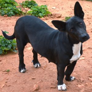 Βερόνικα – Veronica