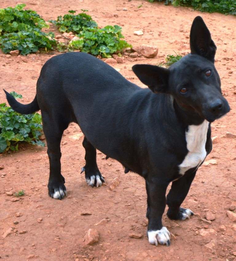 Read more about the article Βερόνικα – Veronica