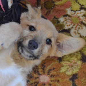 Πιέρρο – Pierro