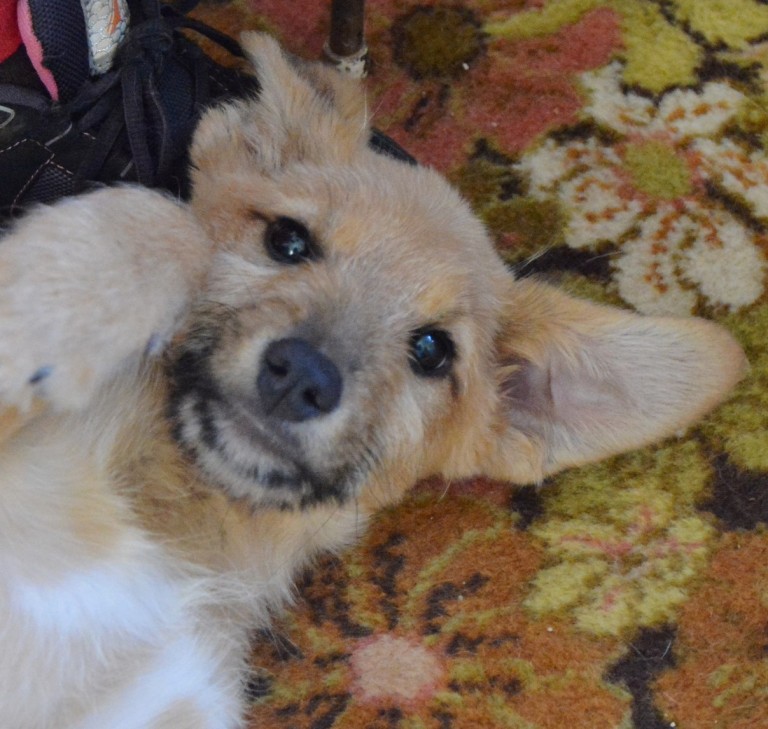 Read more about the article Πιέρρο – Pierro