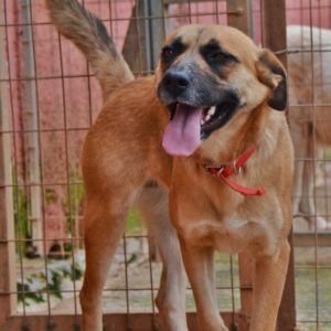 Κριστίν – Christine