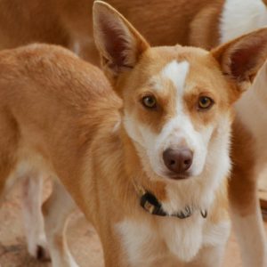 Γερτρούδη – Gertrude