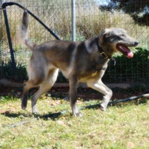 Ντάρια – Daria