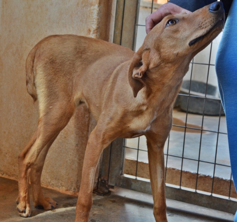 Read more about the article Ορθοπεδικό Χειρουργείο – Οικονομική βοήθεια- Financial Help needed