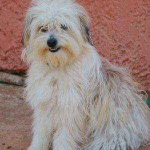 Ντύλαν – Dylan