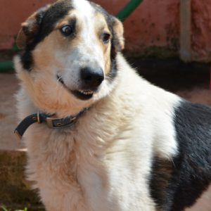 Ματέο – Mateo