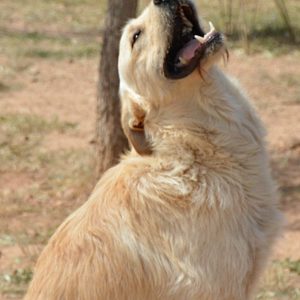 Άνγκους – Angus