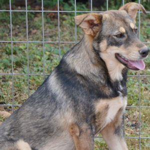 Μπετρίς – Betrys