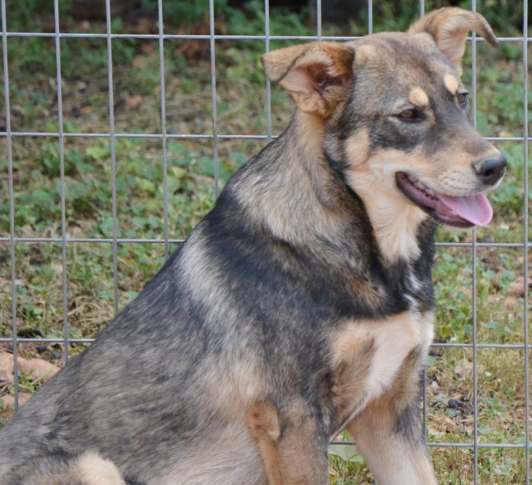 Read more about the article Μπετρίς – Betrys