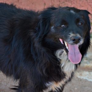 Τσίκο – Chicco