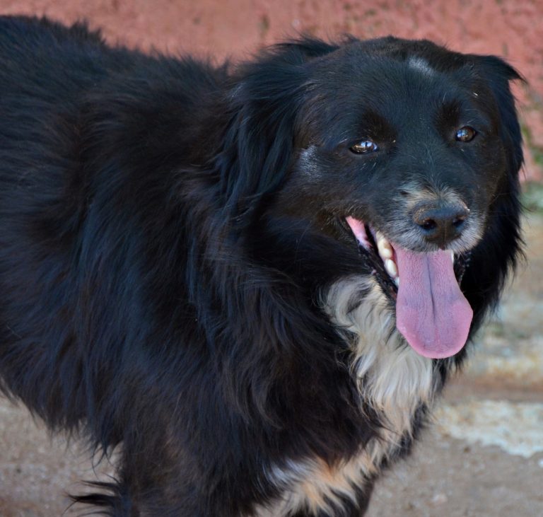 Read more about the article Τσίκο – Chicco