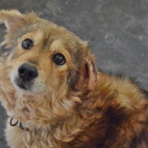 Κονφετί – Confetti