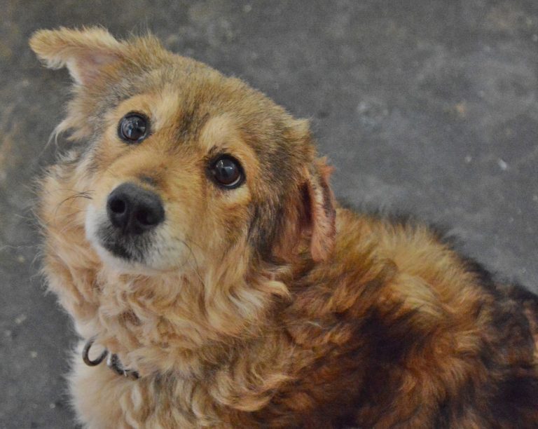 Read more about the article Κονφετί – Confetti