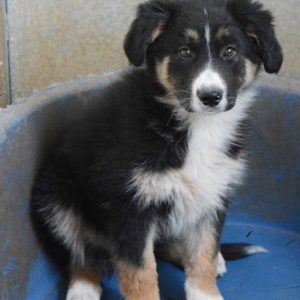 Ομερτά – Omerta