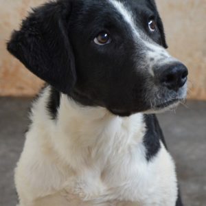 Λεβάντε – Levante