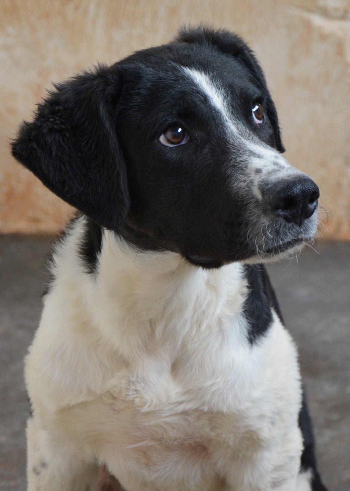 You are currently viewing Λεβάντε – Levante